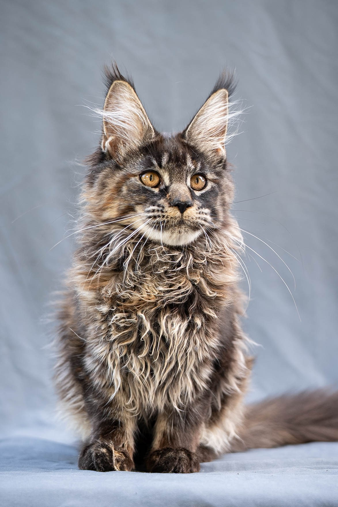 Senator Ursula. Senator Cat — Maine Coon cattery