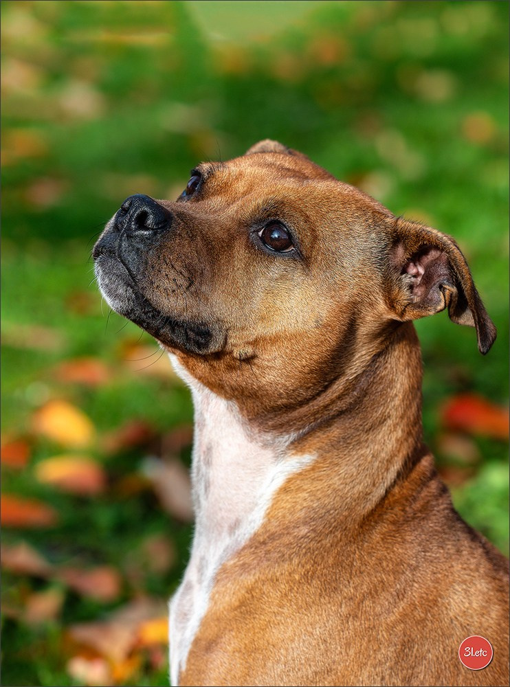 Strasbourg autumn. Photographe à Strasbourg | Portraits, Studio, Enfants, Événements