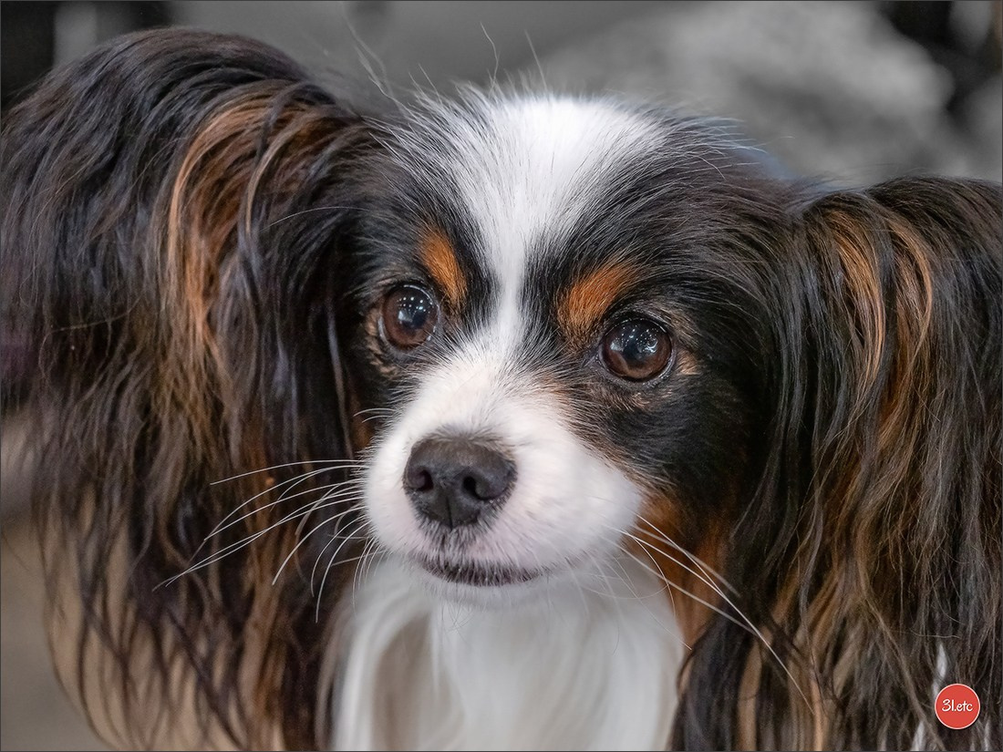 🇨🇭 Geneva 03-05.10.2025 🇨🇭. Photographe à Strasbourg | Portraits, Studio, Enfants, Événements