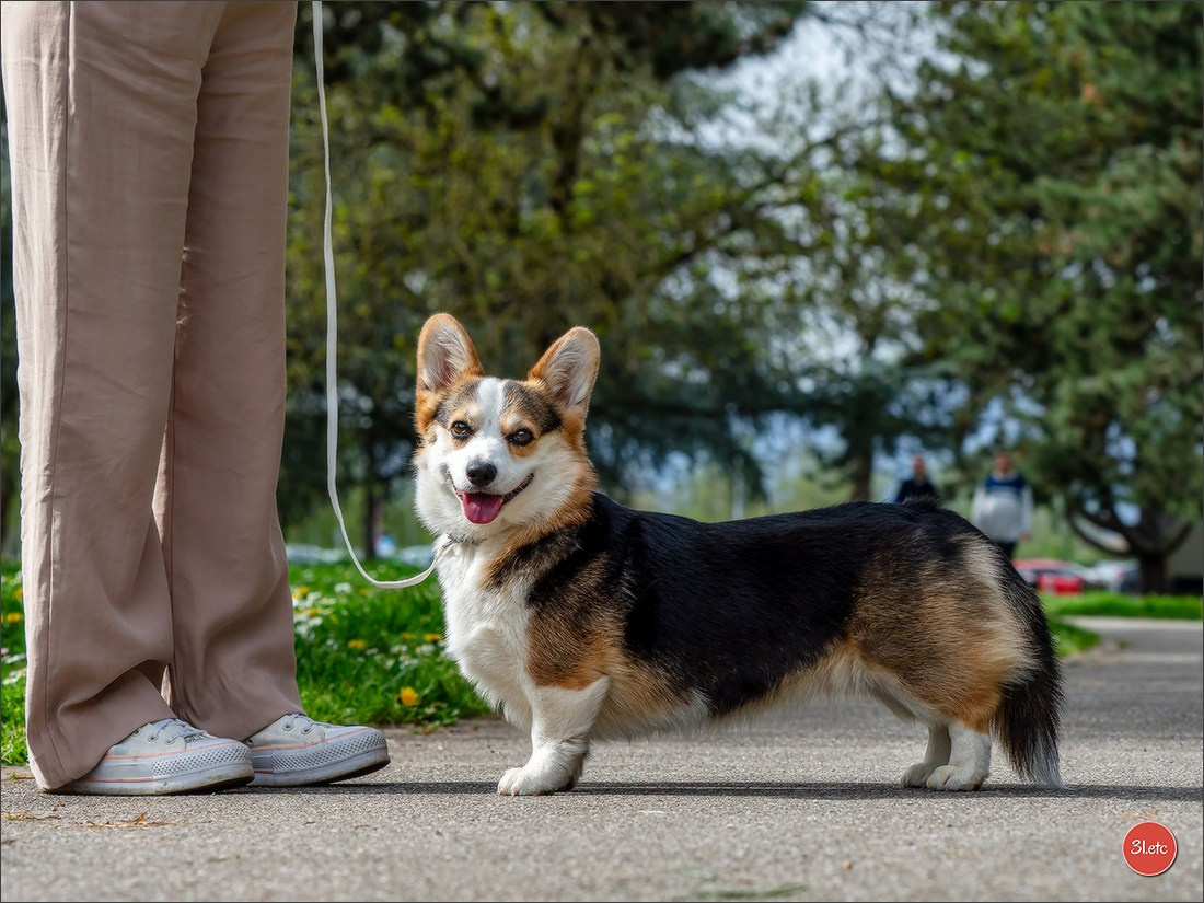 Expositions canines des 6 & 7 avril 2024 NDS Mulhouse, France. Photographe à Strasbourg | Portraits, Studio, Enfants, Événements
