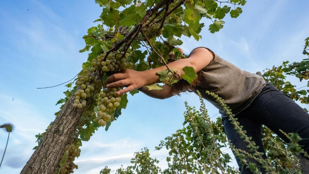 Château Mosmieri Hotel & Winery. Главная