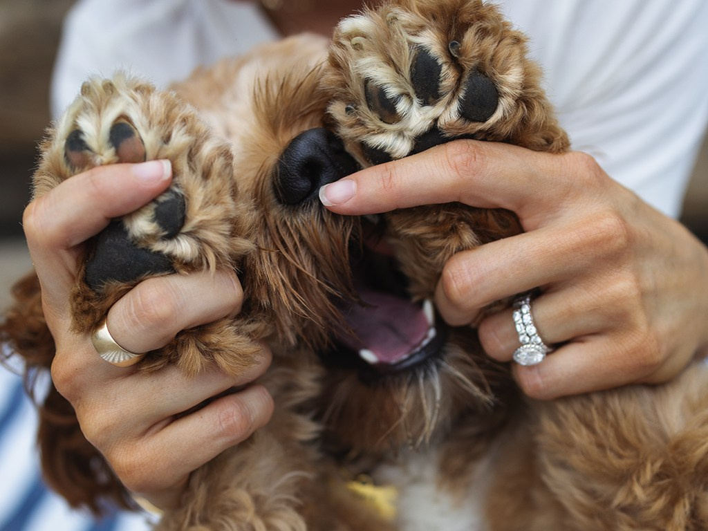 Howie & Callie. Pet Photographer Viktoriya Aleshenko