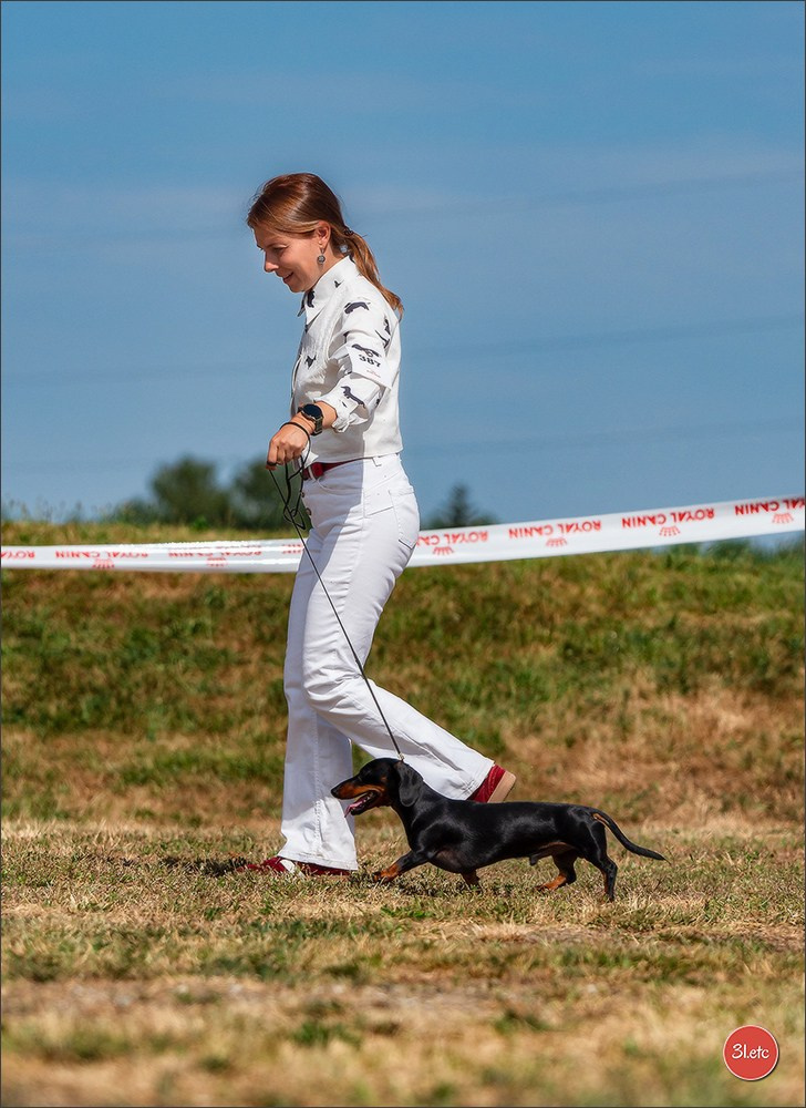 Expo canine (Teckel) Strasbourg Hoerdt  🇫🇷  5-6/07/2025. Photographe à Strasbourg | Portraits, Studio, Enfants, Événements