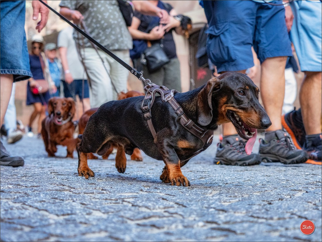 Teckels Parade Strasbourgeoise  Vous pouvez voir le galerie de photos. Photographe à Strasbourg | Portraits, Studio, Enfants, Événements