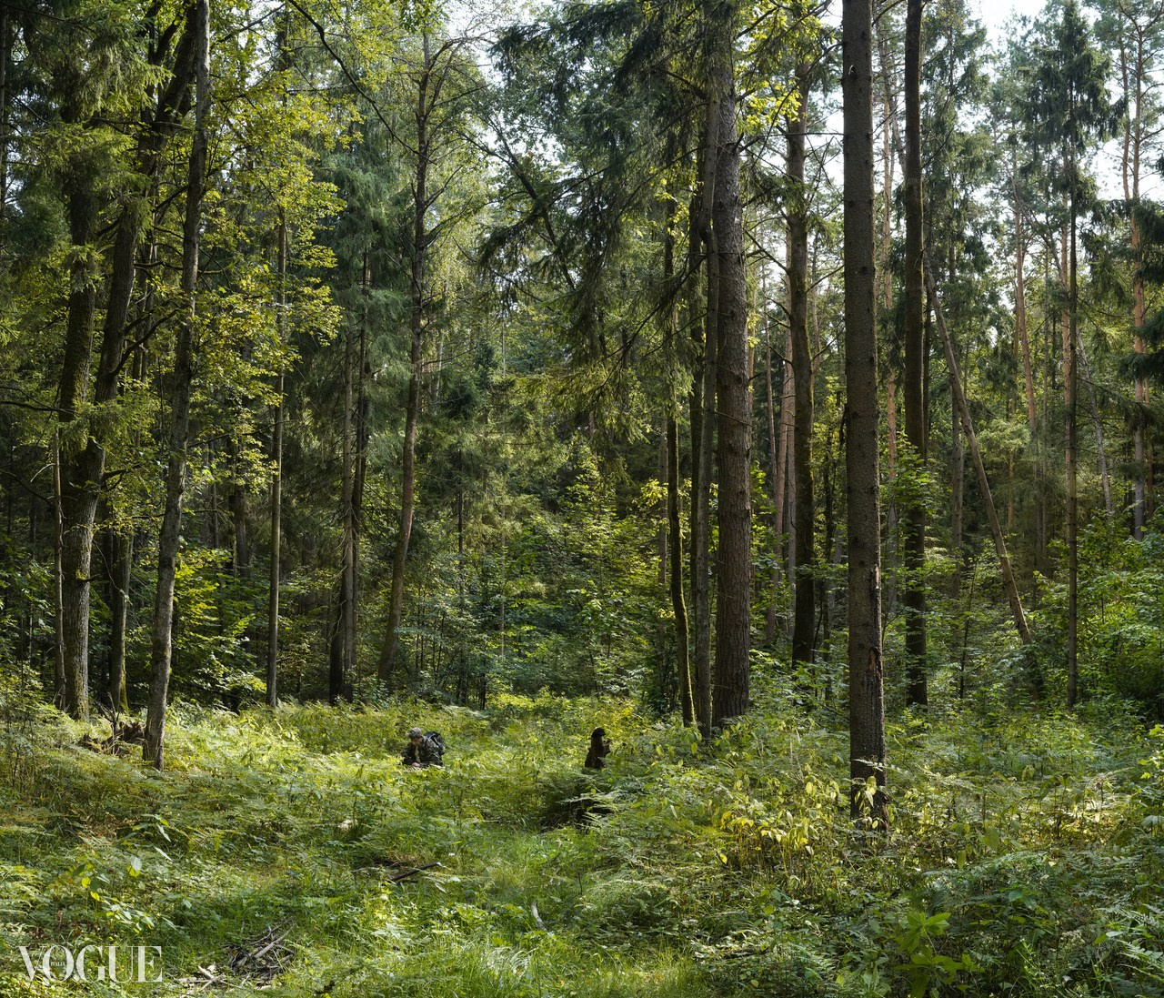 Сказка подмосковного леса. Суть фотографии в стиле изобразительного искусства