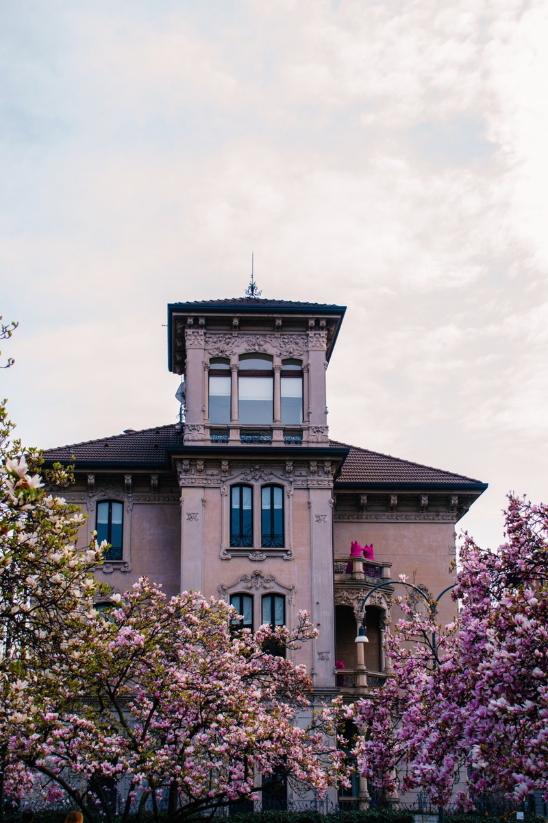 Magnolia. Anastasiia Buchinskaia Fotografa Milano