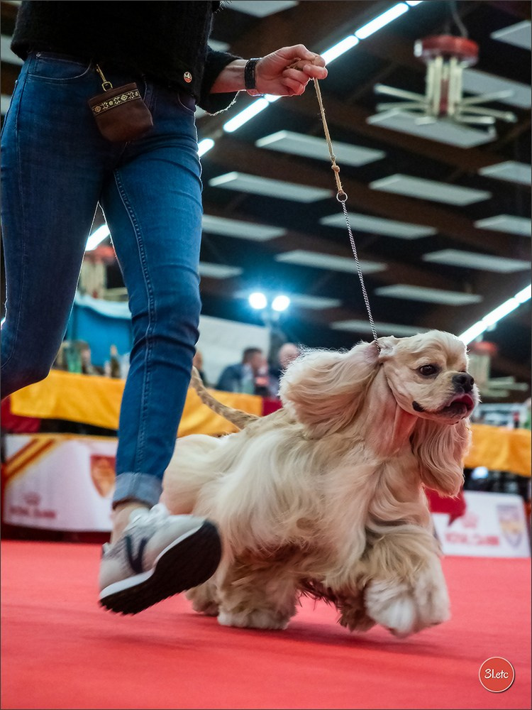 🇫🇷Exposition Canine Internationale de Perpignan. Photographe à Strasbourg | Portraits, Studio, Enfants, Événements