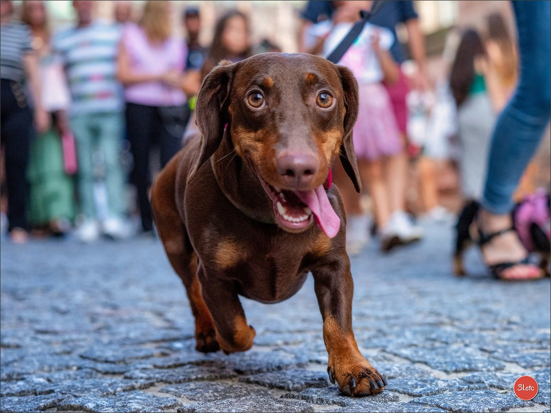 Teckels Parade Strasbourgeoise  Vous pouvez voir le galerie de photos. Photographe à Strasbourg | Portraits, Studio, Enfants, Événements