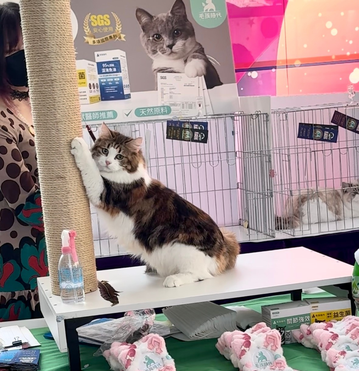 “Uslada has a pair of large eyes, and her personality is unbeatable. She comes from a well-known cattery in Belarus. Her father is an award-winning stud from the USA. She always offers me kittens with sweet faces!”