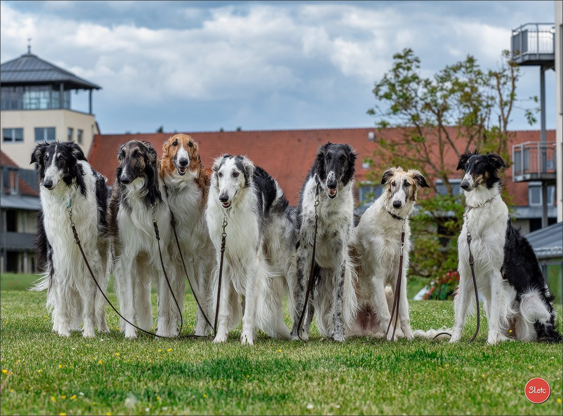 Dog Show Rieden 🇩🇪 16-18/05/2025. Photographe à Strasbourg | Portraits, Studio, Enfants, Événements