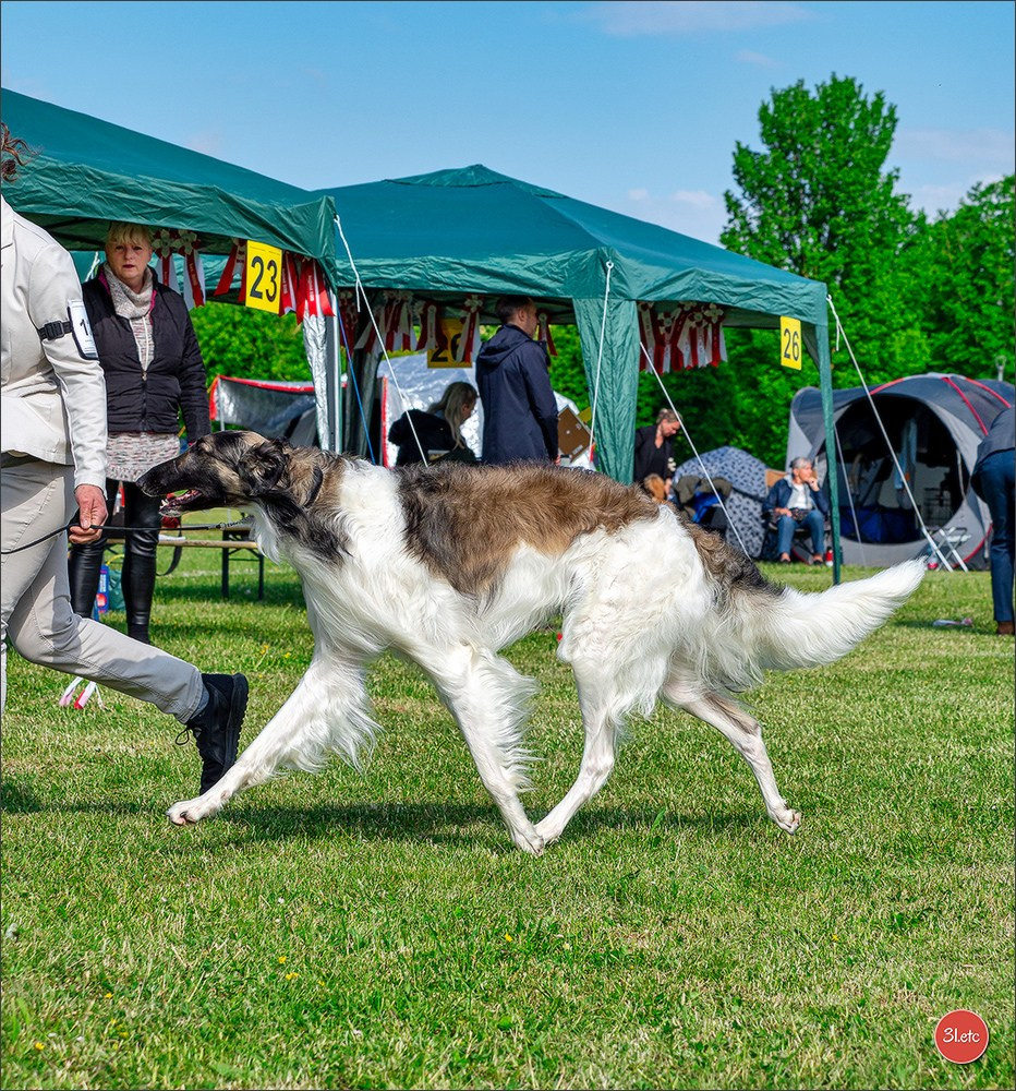Dog Show Rieden 🇩🇪 16-18/05/2025. Photographe à Strasbourg | Portraits, Studio, Enfants, Événements
