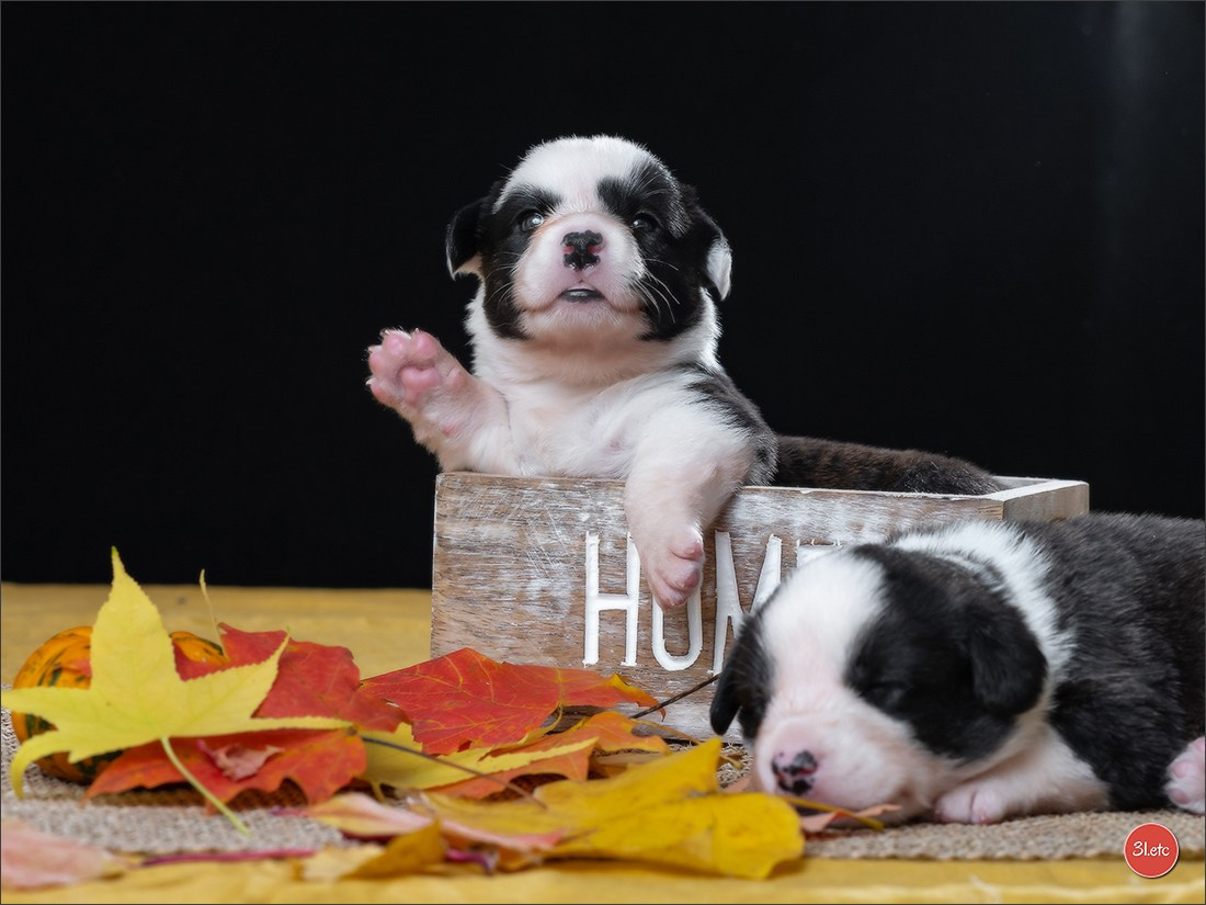 Photographie animalière. Photographe à Strasbourg | Portraits, Studio, Enfants, Événements