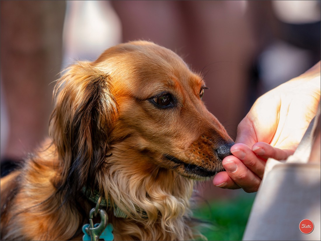 Teckels Parade Strasbourgeoise  Vous pouvez voir le galerie de photos. Photographe à Strasbourg | Portraits, Studio, Enfants, Événements