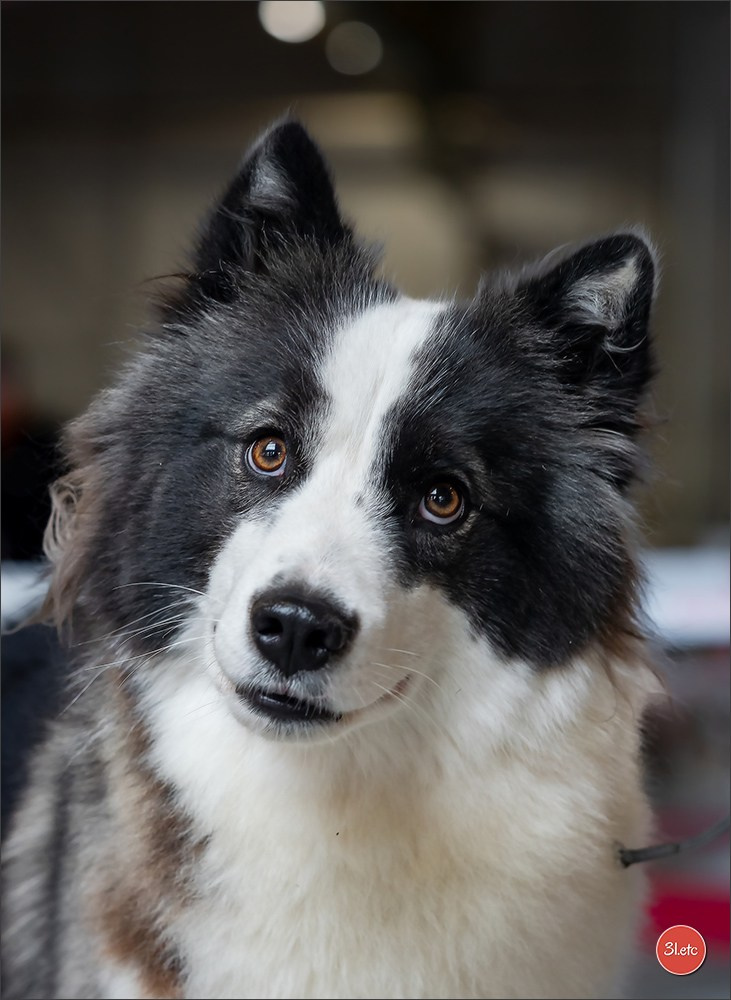 Expo canine  🇫🇷  Metz 08-09/11/2025. Photographe à Strasbourg | Portraits, Studio, Enfants, Événements