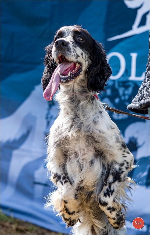 Expo canine 🇫🇷 Valence 03-04/05/2025. Photographe à Strasbourg | Portraits, Studio, Enfants, Événements
