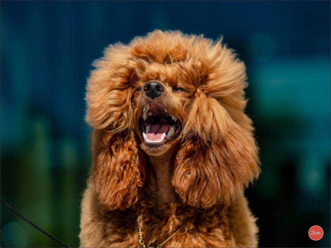 Expo canine   🇫🇷   Mulhouse 5-6/04/2025. Photographe à Strasbourg | Portraits, Studio, Enfants, Événements