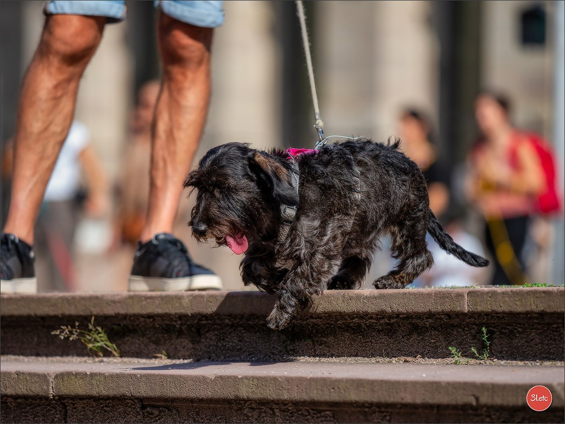 Teckels Parade Strasbourgeoise  Vous pouvez voir le galerie de photos. Photographe à Strasbourg | Portraits, Studio, Enfants, Événements