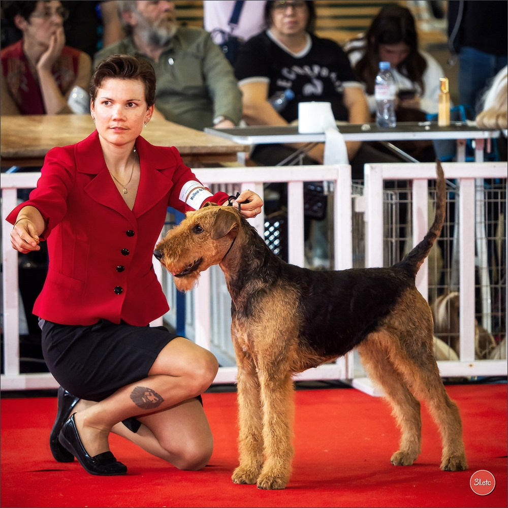 Expositions canines 14 avril 2024 Lyon. Photographe à Strasbourg | Portraits, Studio, Enfants, Événements