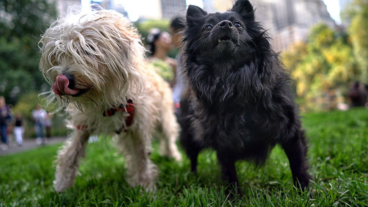 Coco and Shengzhe – October 17th, 2016. Emin Kuliyev — Award-Winning Wedding Photojournalist NYC & USA | Best Wedding Photographer Known for Candid, Timeless Moments