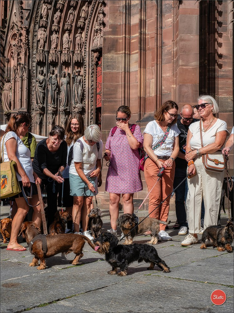 Teckels Parade Strasbourgeoise  Vous pouvez voir le galerie de photos. Photographe à Strasbourg | Portraits, Studio, Enfants, Événements