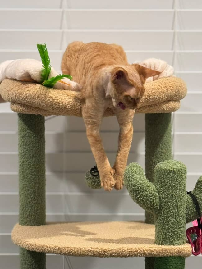 Dorito, boy, born on 06.06.24 SOLD. Devon Rex Pixie Cattery