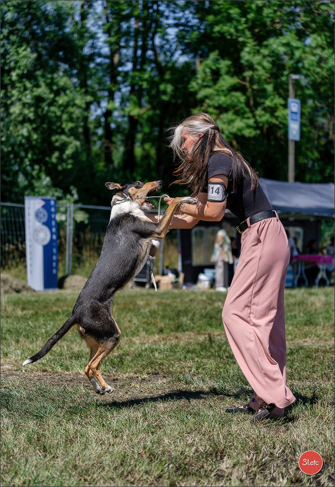 Dog Show - Hallbergmoos 🇩🇪 11-12/07/2026