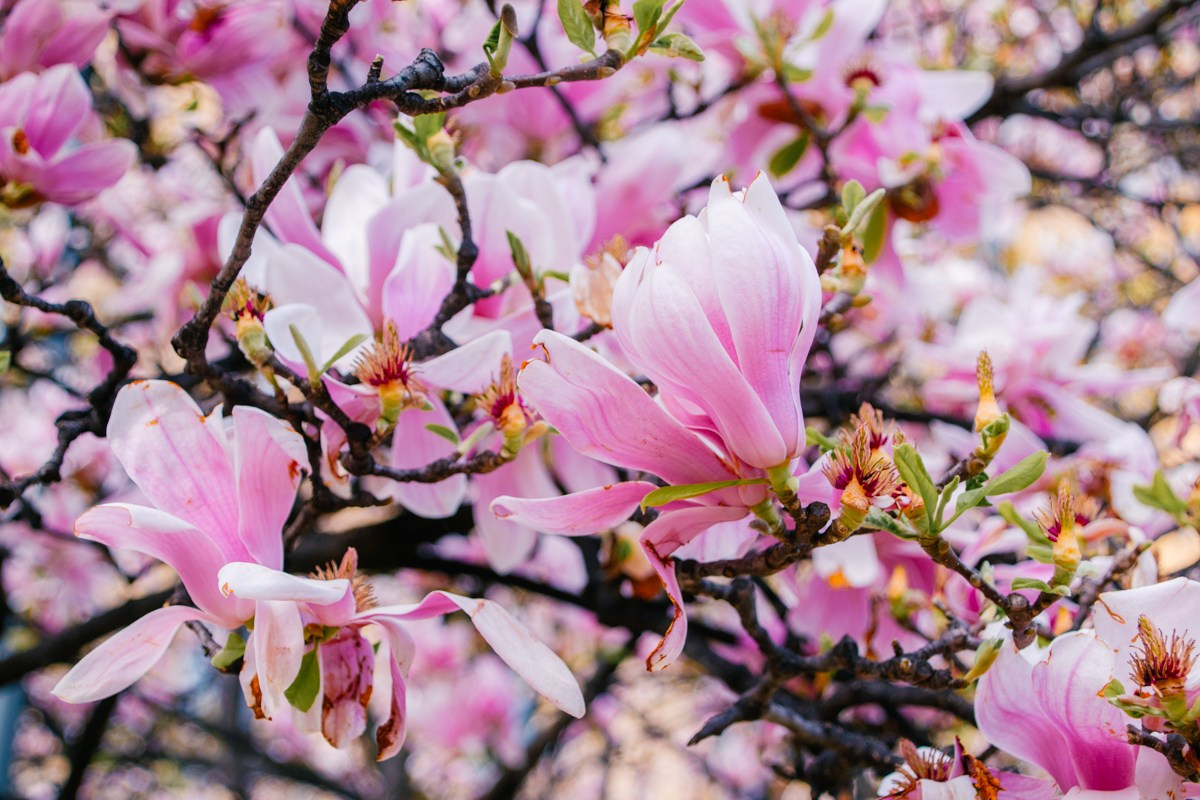 Magnolia. Anastasiia Buchinskaia Fotografa Milano