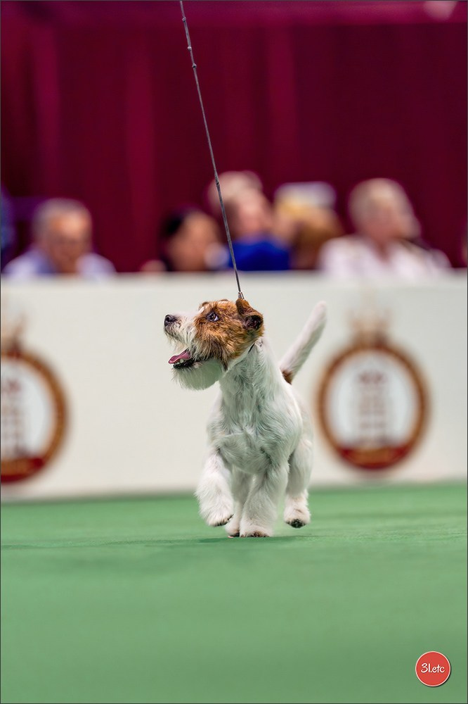 Expo canine 🇲🇨 Monaco 9-10/05/2026. Photographe à Strasbourg | Les animaux, Portraits, Studio, Événements