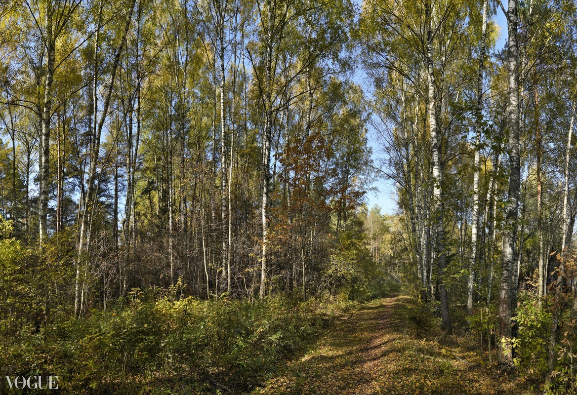 Сказка подмосковного леса. Суть фотографии в стиле изобразительного искусства
