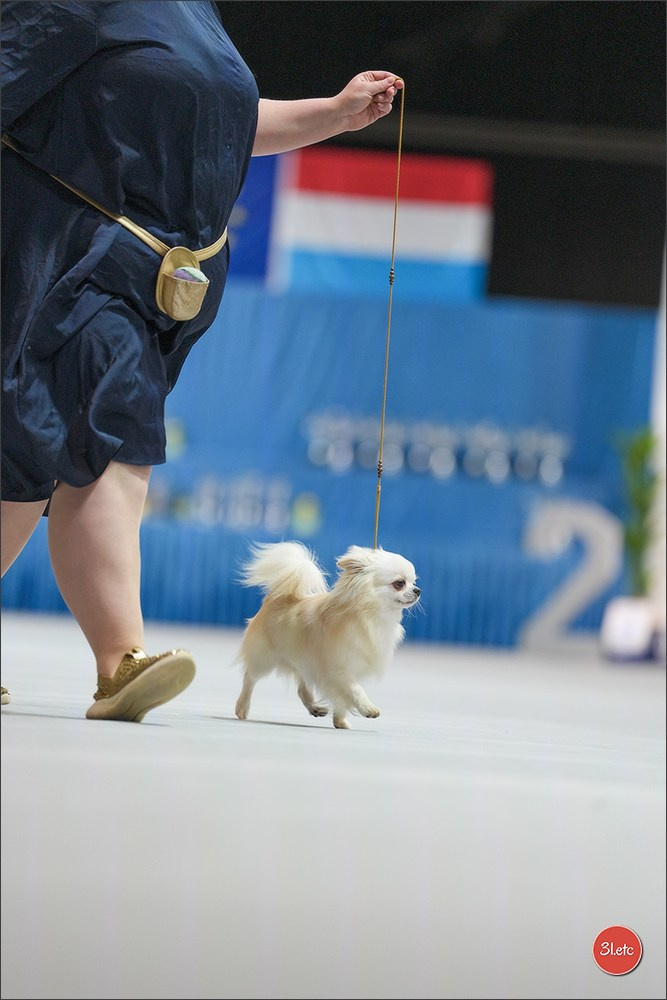 🇱🇺 LUXEMBOURG 🇱🇺 International Dog Show 4-5/04/2026. Photographe à Strasbourg | Portraits, Studio, Enfants, Événements