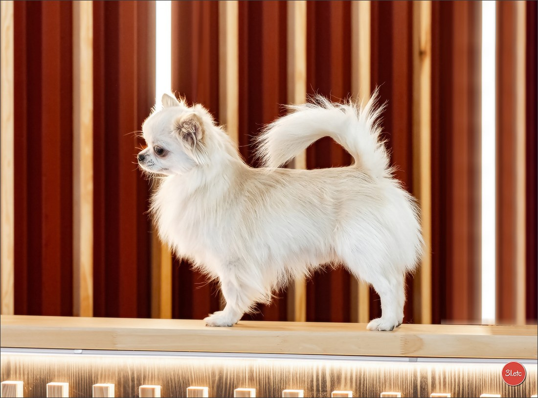 🇫🇷  Perpignan Dog Show  🇫🇷  Expo canine  17-18/01/2026. Photographe à Strasbourg | Portraits, Studio, Enfants, Événements