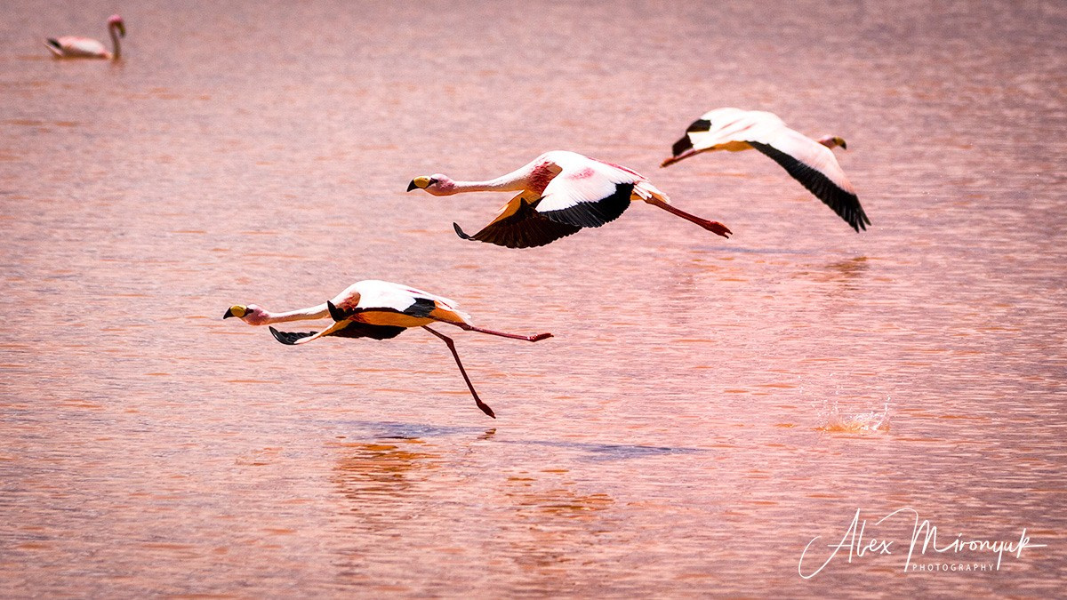 Bolivia Adventure — 2025. Pet, Senior, Landscape, portrait studio, photographer in Miami and Sou