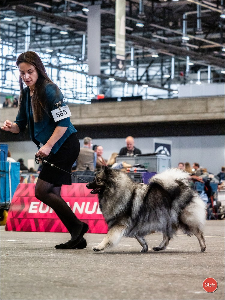 🇨🇭 Geneva Dog Show 15-17/11/2024. Photographe à Strasbourg | Portraits, Studio, Enfants, Événements