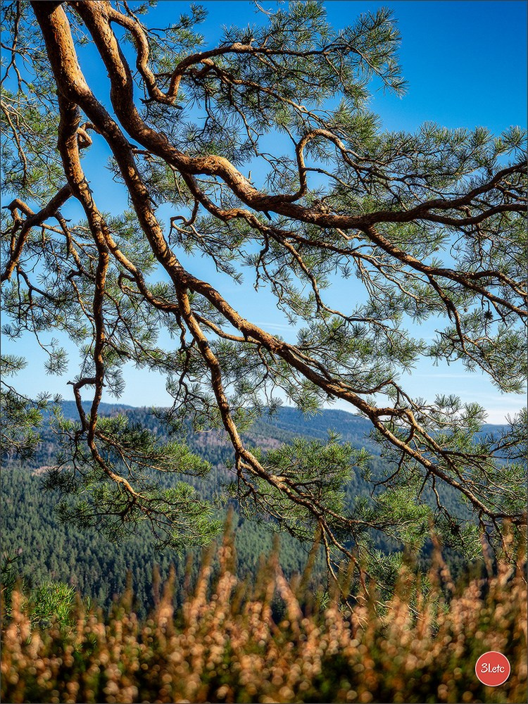 Une forêt, un rocher et un cimetière gallo-romain. Photographe à Strasbourg | Portraits, Studio, Enfants, Événements
