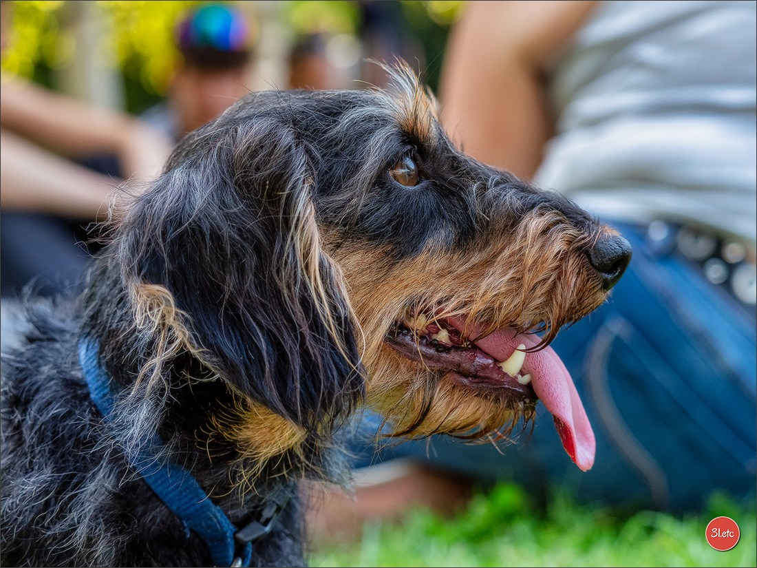 Teckels Parade Strasbourgeoise  Vous pouvez voir le galerie de photos. Photographe à Strasbourg | Portraits, Studio, Enfants, Événements