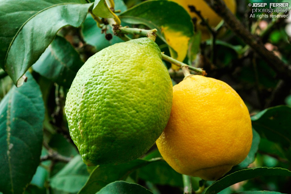 Green and mature lemon on tree
