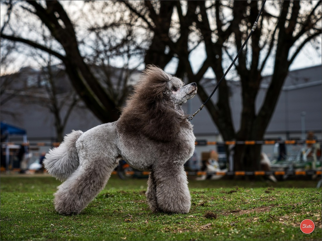 🇩🇪 Offenburg  International Dogshow 09-10.03.24 🇩🇪. Photographe à Strasbourg | Portraits, Studio, Enfants, Événements