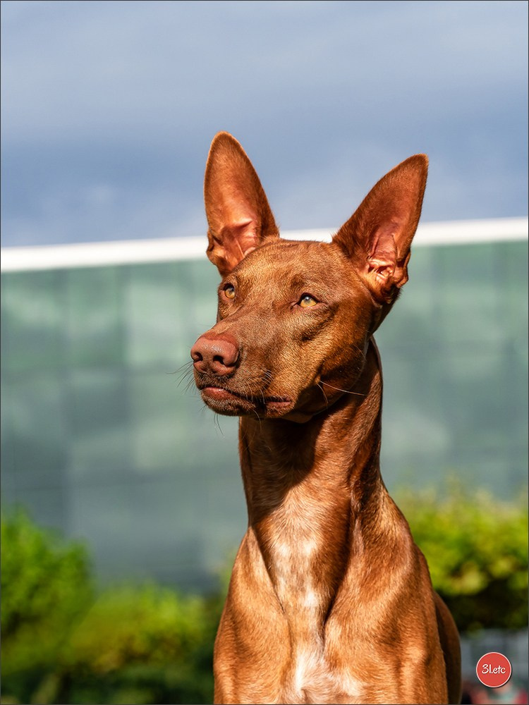 Exposition Canine à Karlsruhe 28-29/09/2024. Photographe à Strasbourg | Portraits, Studio, Enfants, Événements