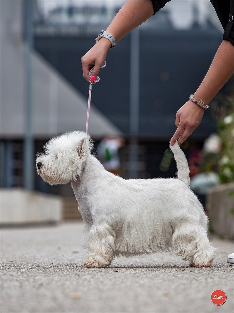 🇱🇺 LUXEMBOURG 🇱🇺 International Dog Show 🇱🇺 30/08 - 31/08/2025. Photographe à Strasbourg | Portraits, Studio, Enfants, Événements
