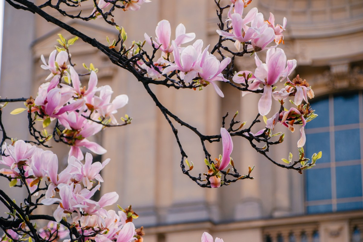 Magnolia. Anastasiia Buchinskaia Fotografa Milano