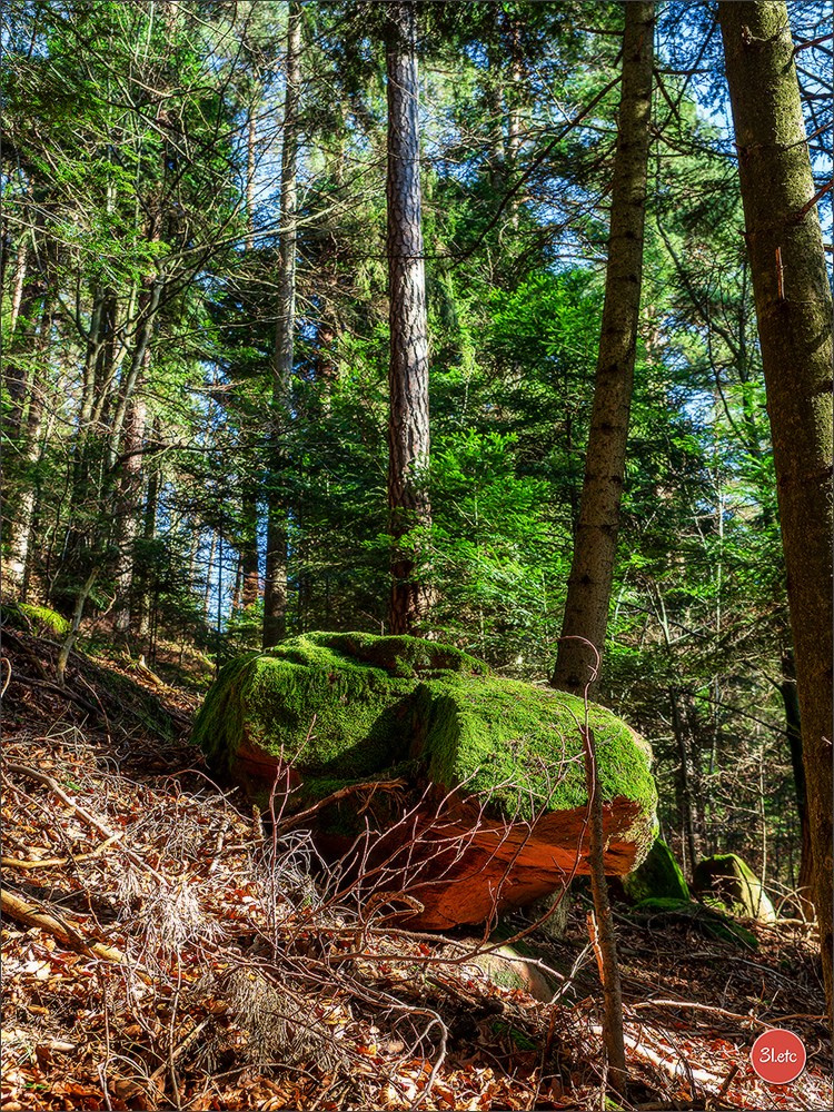 Une forêt, un rocher et un cimetière gallo-romain. Photographe à Strasbourg | Portraits, Studio, Enfants, Événements