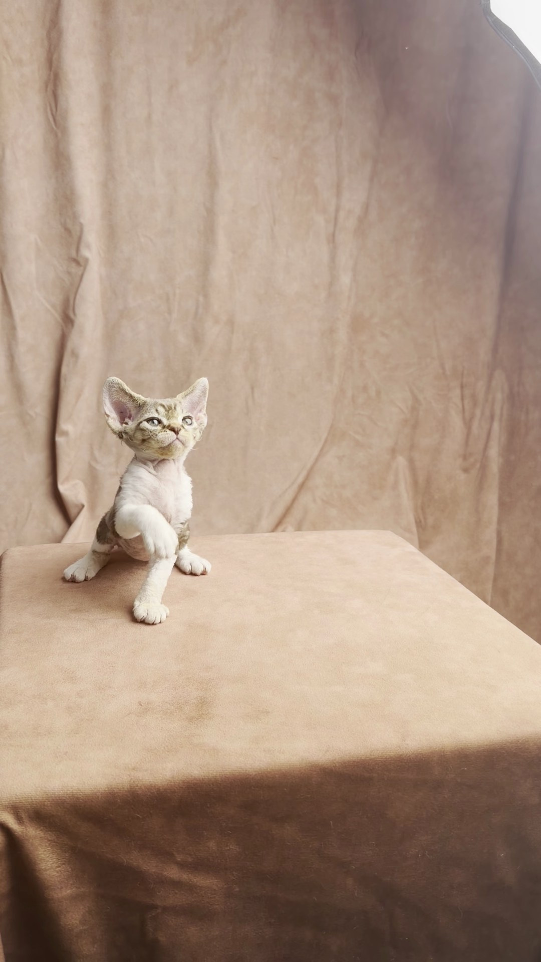 Simon, boy, born 05.15.26. Devon Rex Pixie Cattery
