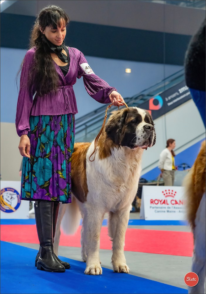 🇫🇷  Angers  🇫🇷  Expo canine  21-22/03/2026. Photographe à Strasbourg | Portraits, Studio, Enfants, Événements
