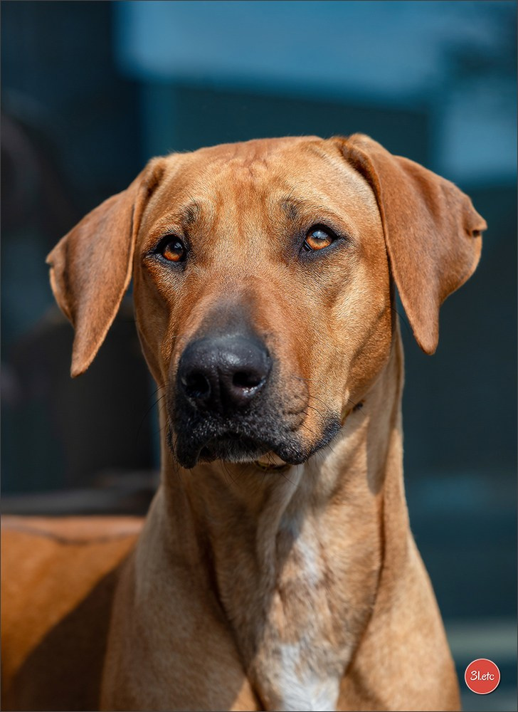 🇫🇷  Angers  🇫🇷  Expo canine  21-22/03/2026. Photographe à Strasbourg | Portraits, Studio, Enfants, Événements