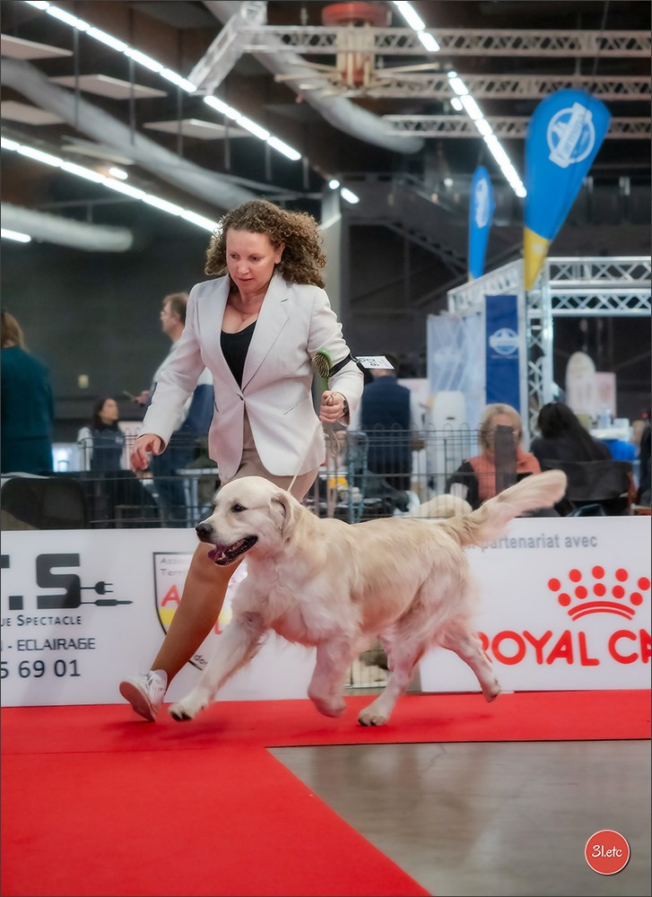 🇫🇷Exposition Canine Internationale de Perpignan. Photographe à Strasbourg | Portraits, Studio, Enfants, Événements