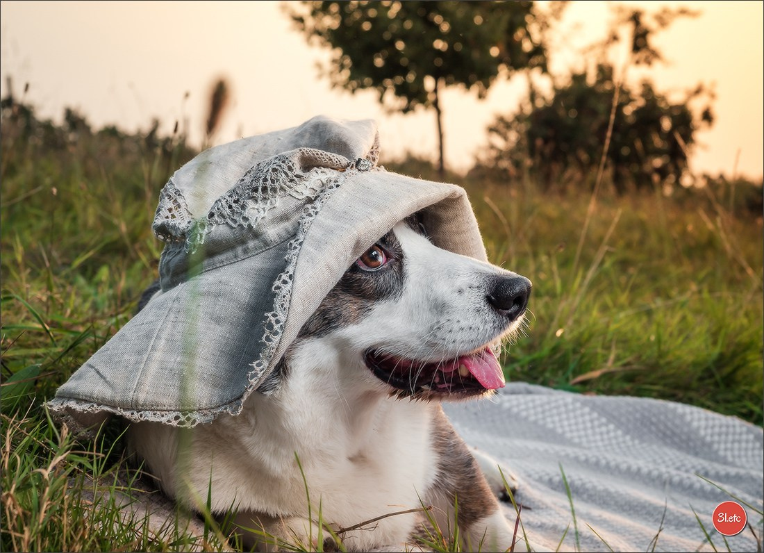 Photographie animalière. Photographe à Strasbourg | Portraits, Studio, Enfants, Événements