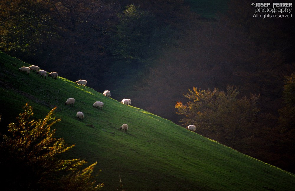 Sheep, Valle de Baztán, Pyrenees, Navarra
