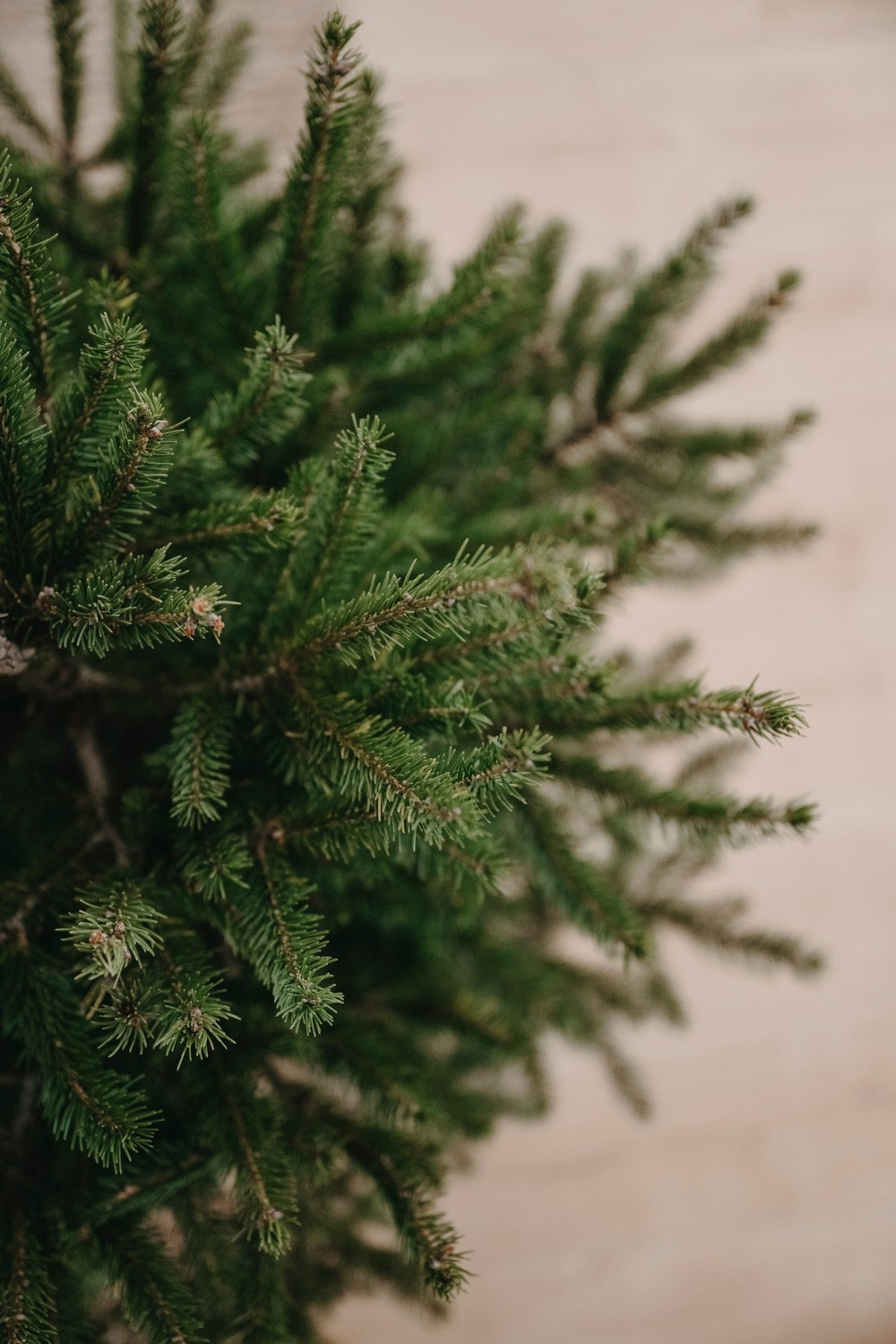 NOVOGODISNJE FOTOGRAFISANJE. Deciji i porodicni fotograf u Beogradu Oksana Skendzic