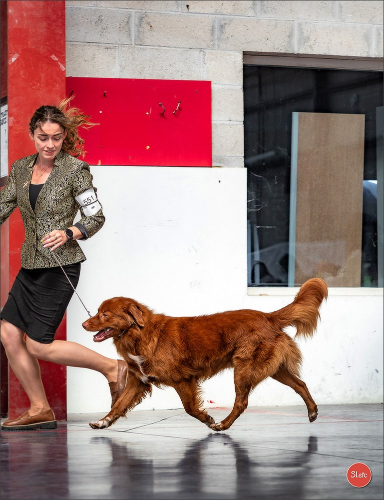 Expo canine 🇫🇷 MARGNY LES COMPIEGNE 06-07/09/2025. Photographe à Strasbourg | Portraits, Studio, Enfants, Événements