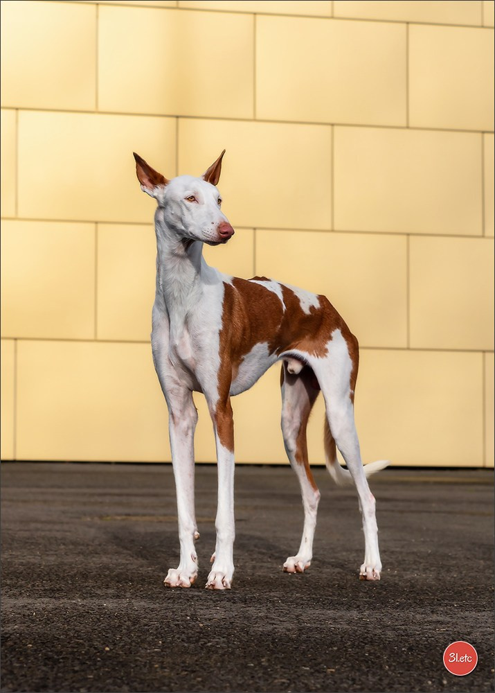 🇫🇷  Chalons en Champagne  🇫🇷  Expo canine  31/01-01/02/2026. Photographe à Strasbourg | Portraits, Studio, Enfants, Événements